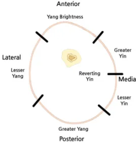 Fig. 1. Cross-sectional diagram of the left thigh 4) .者爲陽, 內者爲陰, 然則中爲陰.”이 중복되는 의미가 되지 않으려면 ‘中’은 체내가 아닌 下肢가 붙는 부분이라는 것을 의미하며 陰의 영역을 체외에서 지정하는 표현이라고 할 수 있다