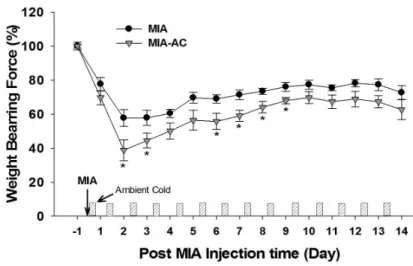 Fig.  1.  Effects  of  ambient  cold  on  the pain  behavior  in  the  rat  model  of  osteoarthritis.