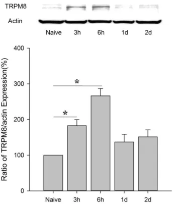 Fig.  2.  Effect  of  ambient  cold  on  the  expression  of  TRPM8  channel in  DRG  of  arthritic  rats.