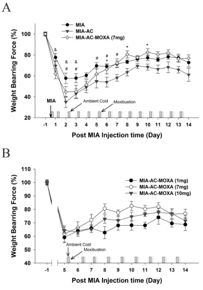 Fig.  3.  Effects  of  moxibustion  on  pain behavior  in  the  rat  model  of   am-bient  cold  exposed  osteoarthritis.