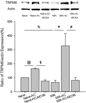 Fig.  4.  Effects  of  moxibustion  on  the  expression  of  TRPM8  channel in  DRG  of  ambient  cold  exposed  rats