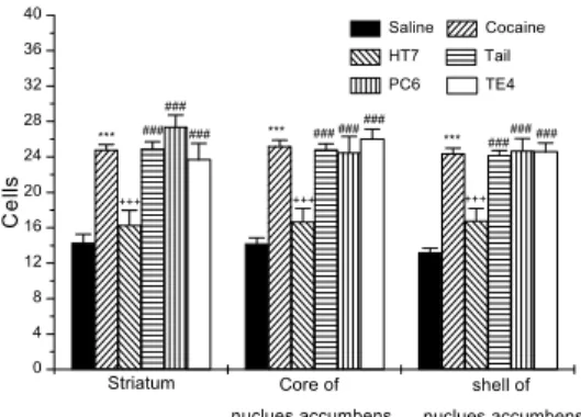 Figure 3. Representative  microphotographs  of coronal sections showing Fos-like  immunoreactivity  in the striatum  of  Saline(A),  Cocaine(B),  HT 7 (C).