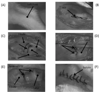 Fig.  1.  Photographs  showing  surgical  procedures  to  make  an- an-kle  sprain  on  the  left  anan-kle  joint  of  rat