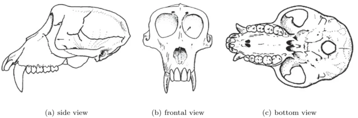 Figure 3.2. A three dimensional mean shape and Procrustes ﬁtted landmarks of macaque skulls.