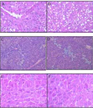 Fig. 4. Antioxidant effect in liver tissue analysis.