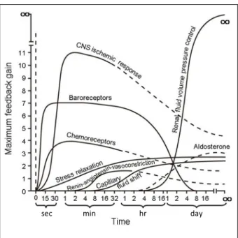 Fig. 1. Blood pressure control. Degree of activation, expressed in terms of feedback gain at optimal pressure, of different  pressure  control  mechanisms  after  a  sudden  change  in  arterial pressure