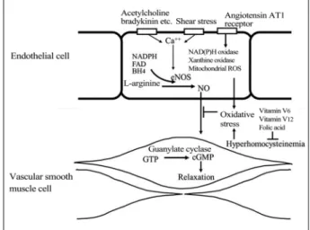 Table 2. Endothelial function