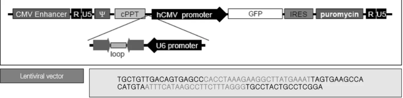 Fig. 1. Construction of shRNA-expression lentiviral vector for targeting rat angiotensin-converting enzyme (ACE)