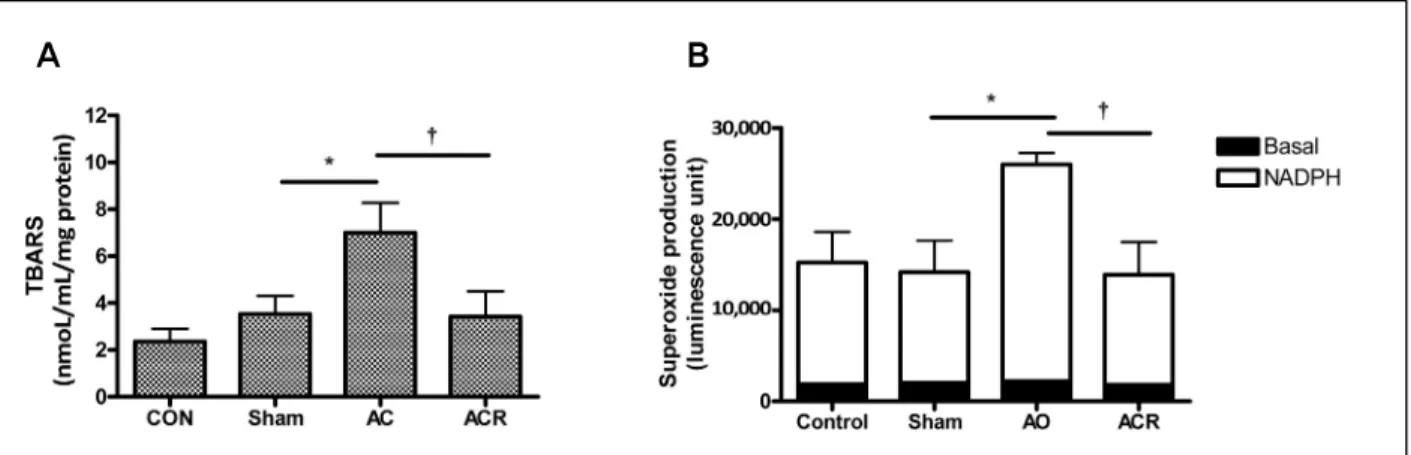 Fig. 2. Lipid peroxidation and superoxide production in the plasma of the abdominal aortic coarctation rats