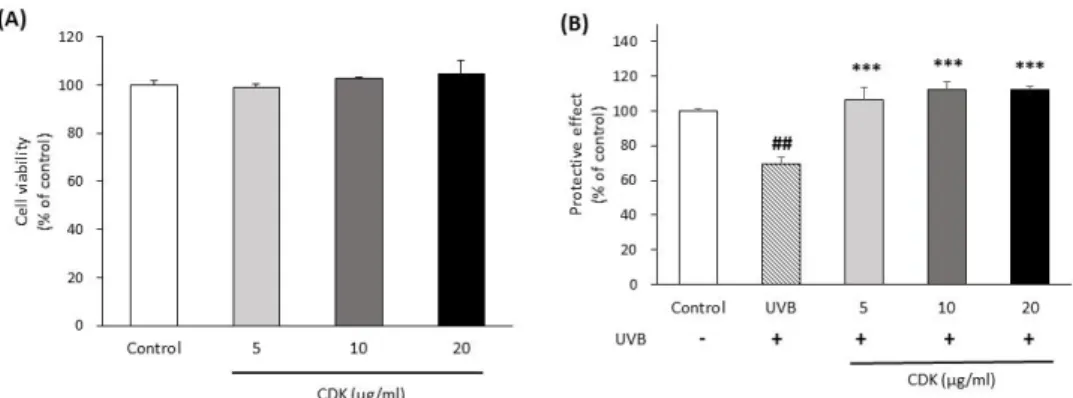 Fig. 1. Cytotoxicity (A) and protective effect (B) of the methanol extract from the calyx of Diospyros kaki (CDK)  in untreated and UVB irradiated Hs68 cells