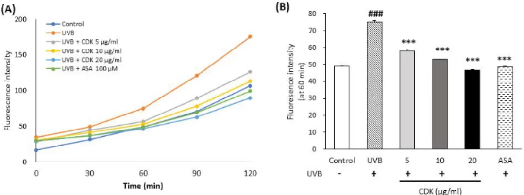 Fig. 2. Effects of the methanol extract from the calyx of Diospyros kaki (CDK) on time course of ROS generation  (A) and ROS production at 60 min (B) in UVB irradiated Hs68 cells