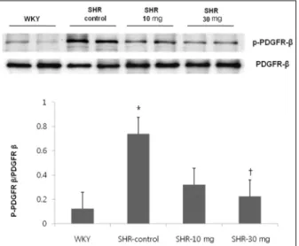 Fig. 3. Myocardial expression of mRNA of collagen type III was increased in SHR compared to WKY