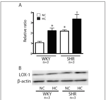 Fig. 4. Expression patterns of lectin-like oxidized low-density lipoprotein receptor (LOX-1) in thoracic aorta