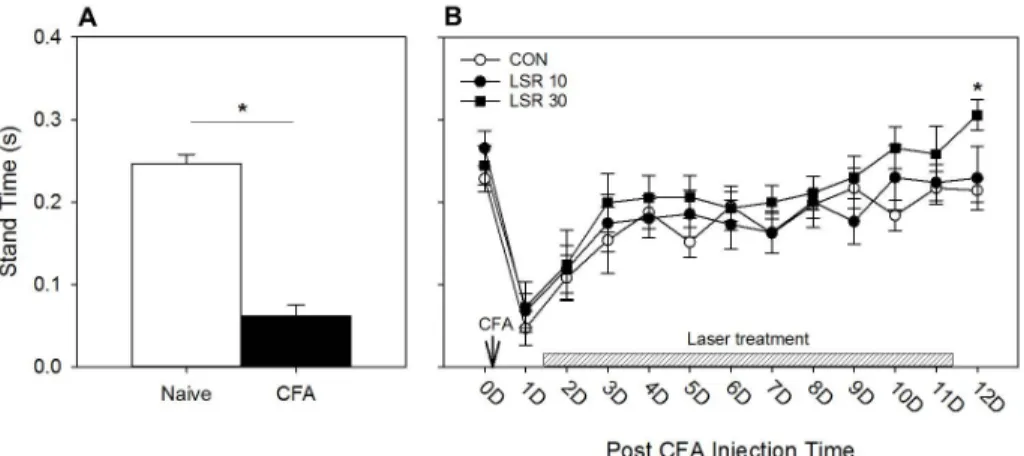 Fig.  1.  Effect  of  Low  Level  Laser  applied  to  KI  1  on  the  stand  time  of  the  arthritic  rat.