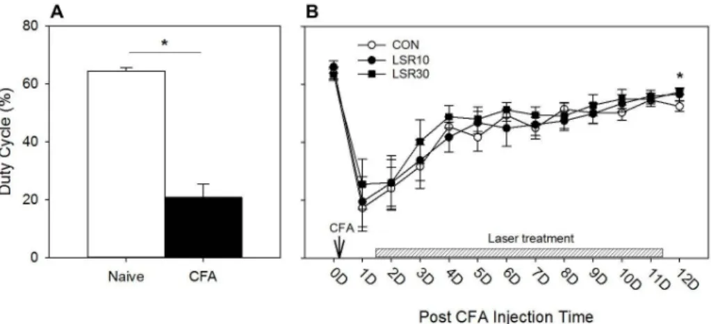 Fig.  3.  Effect  of  Low  Level  Laser  applied  to  KI  1  on  the  duty  cycle  of  the  arthritic  rat.