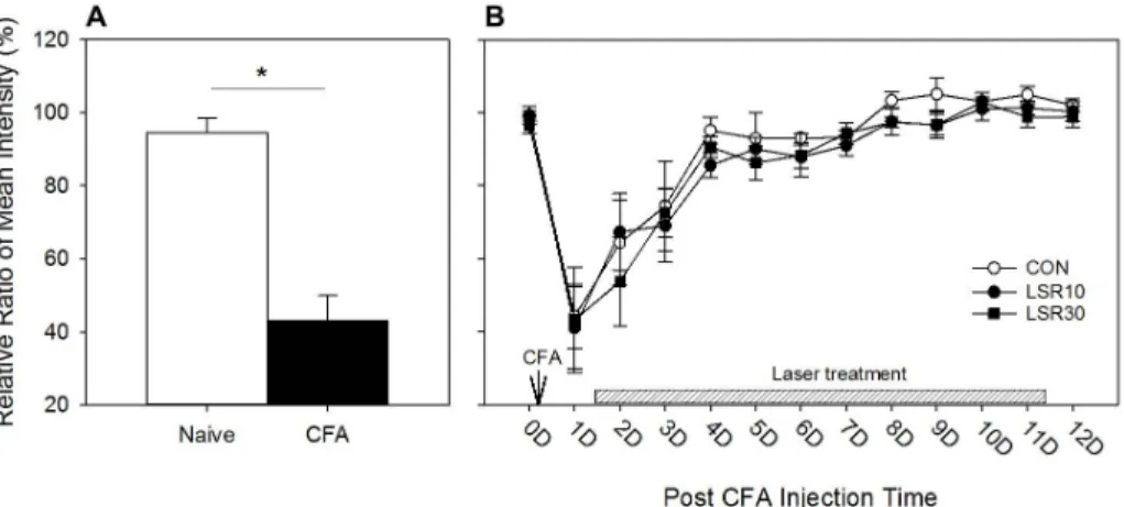 Fig.  5.  Effect  of  Low  Level  Laser  applied  to  KI  1  on  the  mean  intensity  of  the  arthritic  rat.