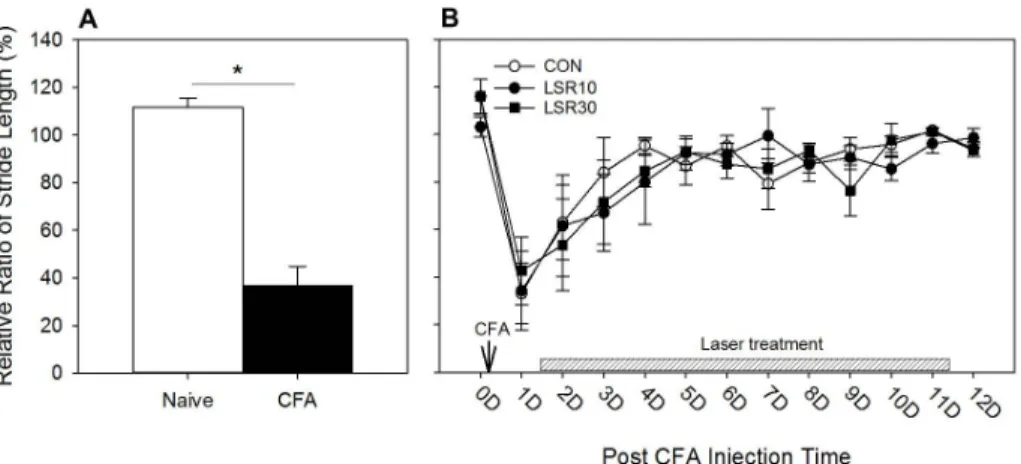 Fig.  6.  Effect  of  Low  Level  Laser  applied  to  KI  1  on  the  stride  length  of  the  arthritic  rat.