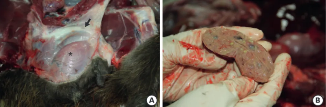 Fig. 1. Necropsy of a male wild nutria. (A) The ventral aspect of the animal. The ventral skin has been peeled  back, revealing a large muscle-covered mass (asterisk) lateral to the penis (arrow)