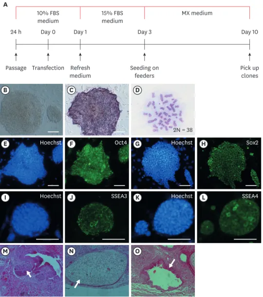 Fig. 1. Identification of piPSCs. (A) Schematic diagram of the piPSC generation procedure