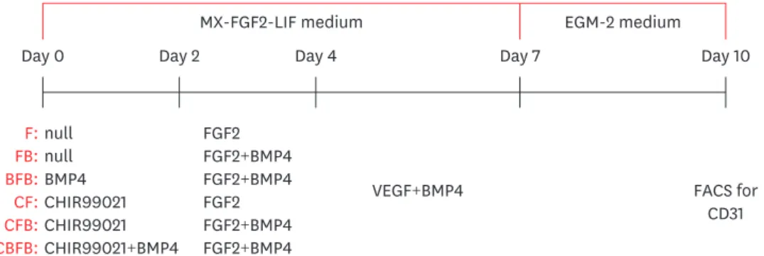 Fig. 2. Flow chart for porcine induced pluripotent stem cell-derived endothelial cells derivation