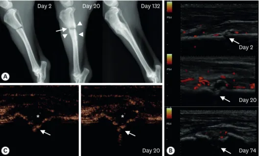 Table 2. TPI and PI level in periosteal and endosteal calluses of the cast-applied dog group by postoperative day