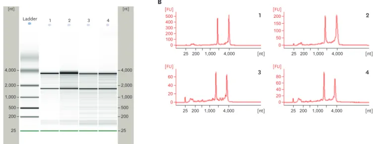 Fig. 2. Isolation of RNAs from the skin of mice. RNAs were isolated from the skin of control-, DNCB-, DNCB + AB-, and DNCB + horse oil-treated mice