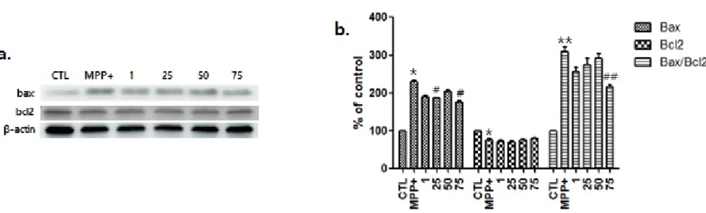 Fig. 6. Western blot to detect the levels of Bax and, Bcl2 in various concentrations of Cervi Cornu treatment (1, 25, 50 and 75 μg/ml)  and 500  μM MPP+ in the SH-SY5Y cells