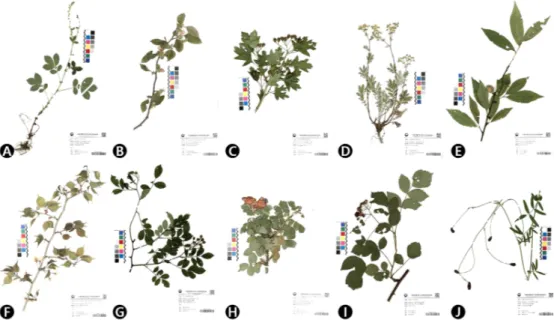 Fig. 4. Specimens of the original species of the Korean rosaceous medicinal plants. These specimens obtained  from  the  'Collection  and  investigation  of  national  medicinal  herbs  project  (MFDS).'  A