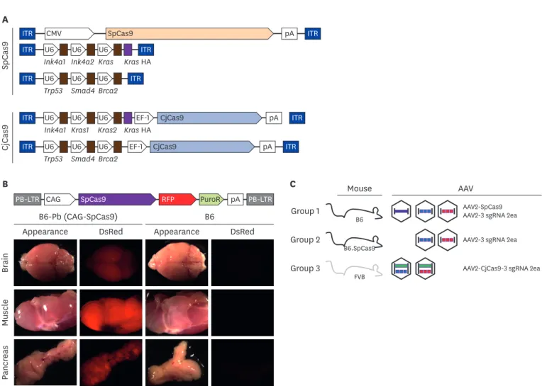 Fig. 1. Brief schematic of in vivo gene targeting with CRISPR/Cas9 (A) Vector maps of AAV-SpCas9, AAV-3 sgRNA, and AAV- CjCas9-all-in-one used in this study