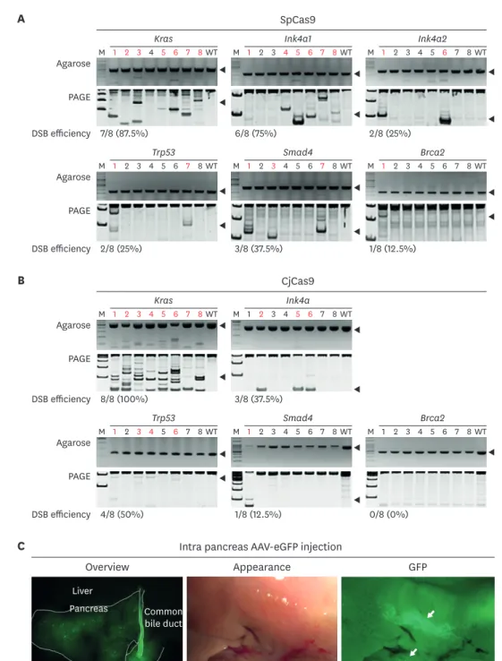Fig. 2. Evaluation of DSB efficiency and AAV2 tropism in pancreas (A) and (B). Cas9 messenger RNA and 3 single guide RNAs plasmid were co-injected into 1  cell stage embryos and DSB was evaluated by hetero-duplex formation and SDS-PAGE gel