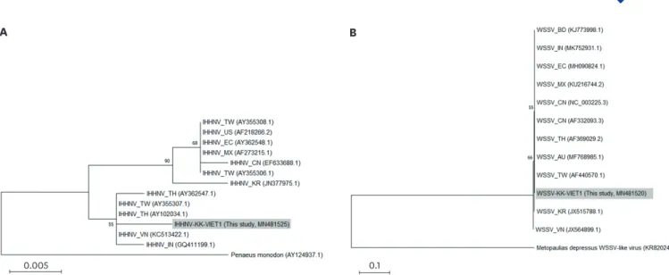 Fig. 1. Phylogenetic analyses of the representative IHHNV (A) and WSSV (B) detected in this study