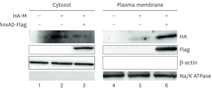 Fig. 6. AnxA2 expression increases plasma membrane localization of M protein in BHK-21 cells