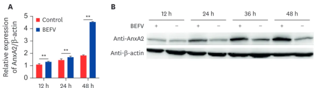 Fig. 1. BEFV infection up-regulates AnxA2 gene expression in BHK-21 cells. (A) AnxA2 gene expression levels in  BHK-21 cells infected with BEFV at an MOI of 0.1 at 12, 24, and 48 hpi were determined by performing real-time  qPCR with β-actin used as the st