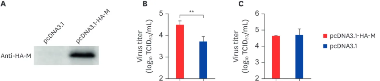 Fig. 3. The M gene promotes BEFV replication in BHK-21 cells. (A) pcDNA3.1-HA-M and the vector control were transfected separately into BHK-21 cells