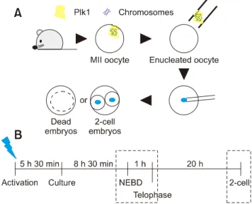 Fig. 1. Schematic representation of the experiments. (A)  Illustration of the sequential experimental process