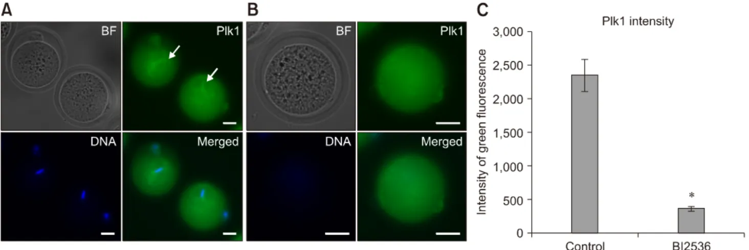 Table 1. First cleavage rates of in vivo-fertilized and somatic cell  nuclear transfer (SCNT) murine embryos