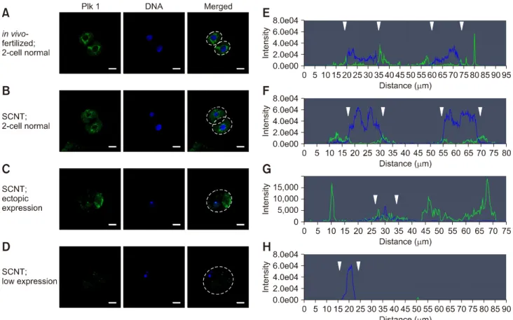 Fig. 6. Quantitative analysis of polo-like kinase 1 (Plk1) in somatic cell nuclear transfer (SCNT) and in vivo-fertilized embryos