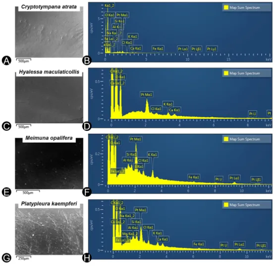 Fig.  1.  Electron  images  of  exuvium  surface  and  the  spectra  graphs  of  the  present  trace  elements