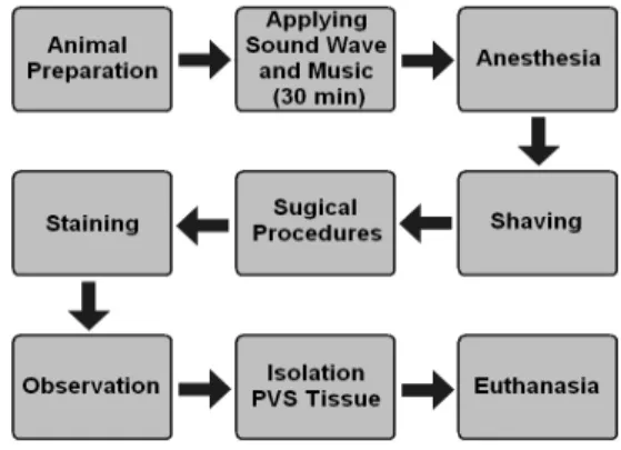 Fig.  1.  Total  surgical  anatomical  procedures  for  observation,  isola- isola-tion,  and  extraction  of  primo  vessel  inside  of  rabbit’s  lymph  vessel.킨다
