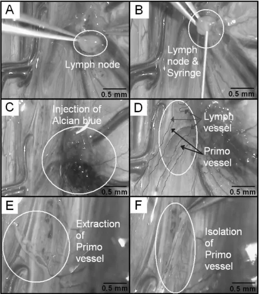 Fig.  4.  The  6  step  process  from  selection  of  lymph  node  to  isolation of  primo  vessel