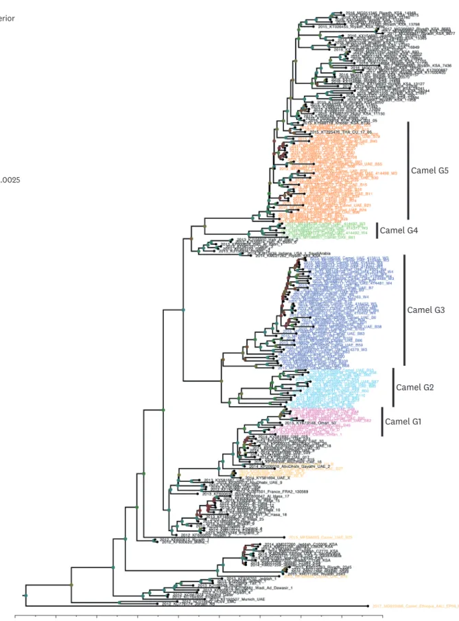 Fig. 1. Phylogenetic relationship of the complete genes of human and camel MERS-CoV strains