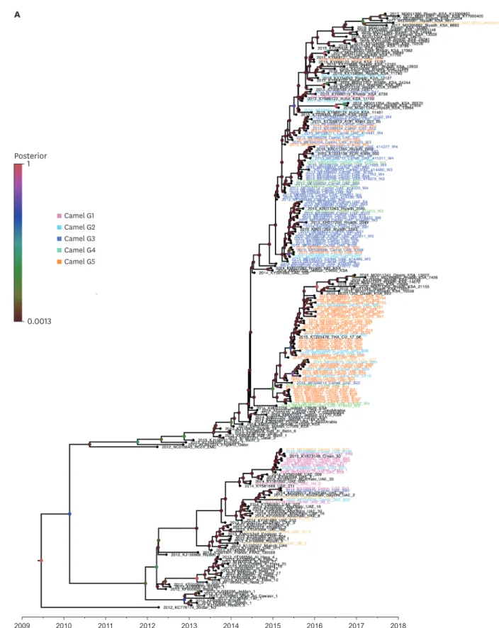 Fig. 2. Phylogenetic relationship of the 4a and 4b coding regions of human and camel MERS-CoV strains