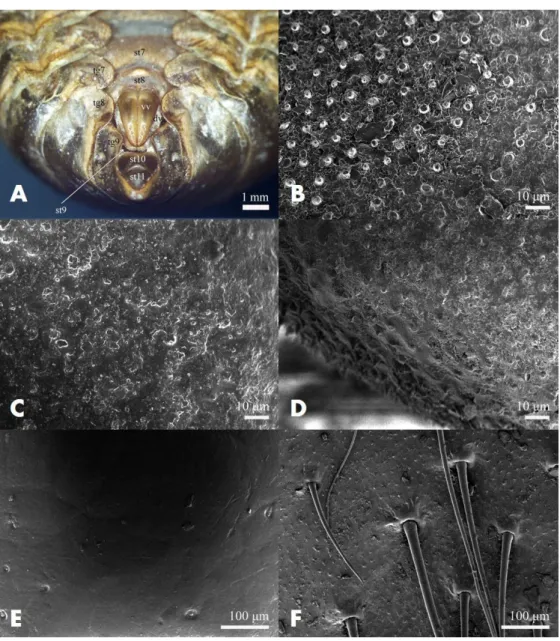 Fig.  2.  Stereomicroscope  (SM)  and  scanning  electron  microscope  (SEM)  micrographs  of  abdominal  apex  for  female  Cryptotympana  atrata   exuvium