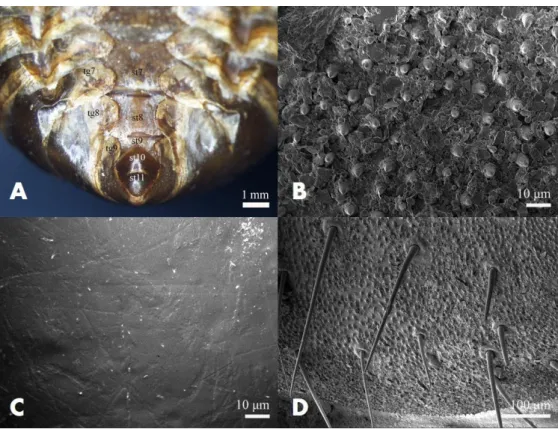 Fig.  3.  Stereomicroscope  (SM)  and  scanning  electron  microscope  (SEM)  micrographs  of  abdominal  apex  for  male  Cryptotympana atrata  exuvium