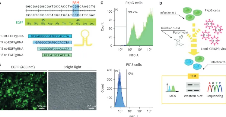 Fig. 1. Design of the guide RNAs and strategy for CRIPR/CRISPR-associated protein 9 system efficiency verification