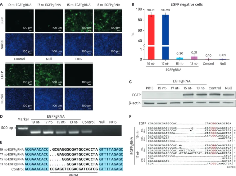Fig. 2. The efficiency of CRISPR/CRISPR-associated protein 9 with guide RNAs of different length