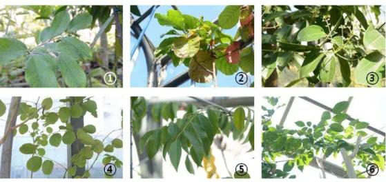 Fig.  2.  Some  medicinal  plants  in  the  greenhouse  of  Medicinal  Plant  Garden  of  Hoshi  University