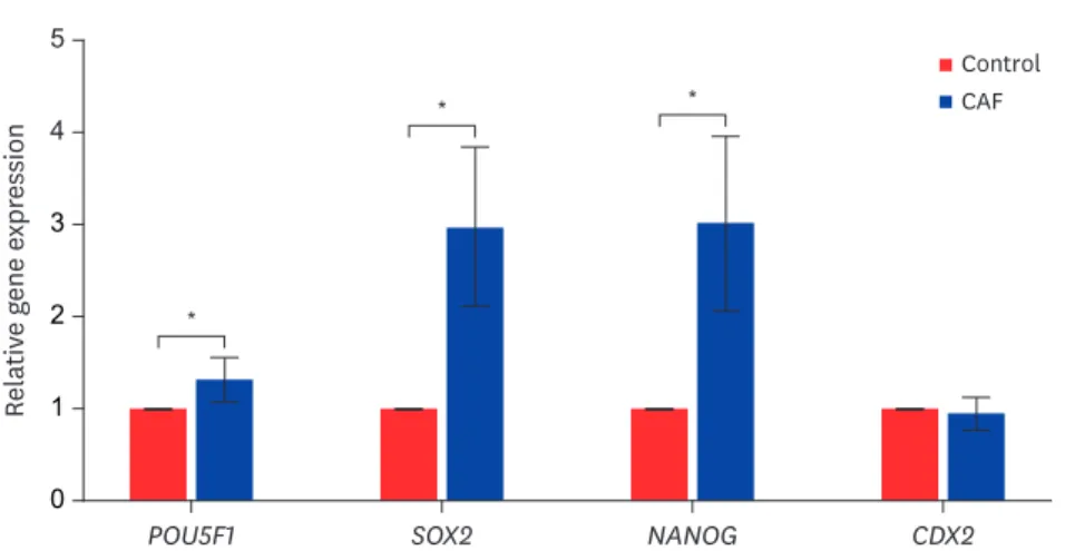 Fig. 2. Relative mRNA expression of POU5F1, SOX2, NANOG, and CDX2 in the blastocysts of the control and  caffeine treatment group