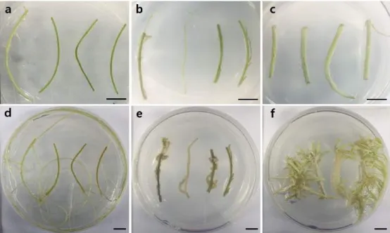Figure  2.  Induction  of  adventitious  root  from  root  on  MS  medium  with  various  concentrations  of  IBA  after  4  weeks  of  culture