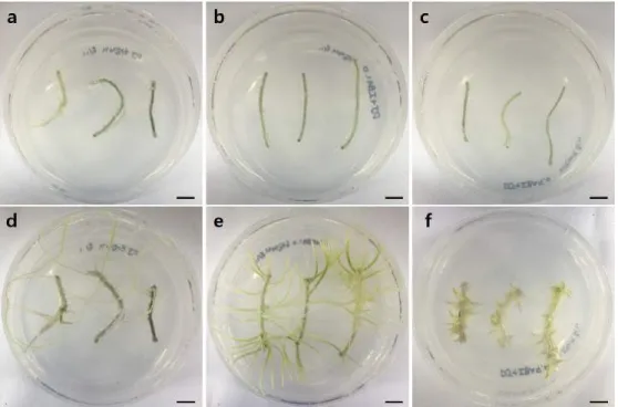 Figure 3. Induction of adventitious root from root on DJ medium with various concentrations of IBA after 4 weeks  of  culture